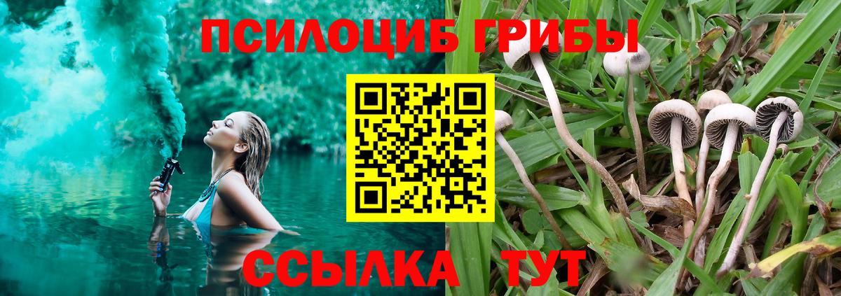 Галлюциногенные грибы Psilocybine cubensis Междуреченск